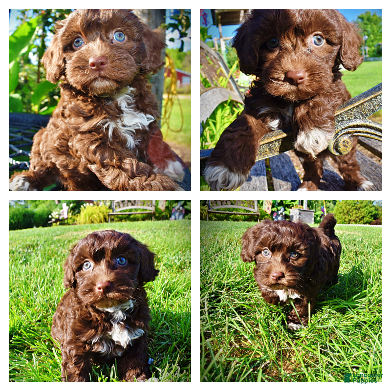 Havapoo dogs Cookie - Ad 1