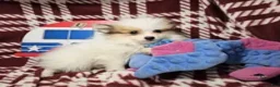 Pomeranian dogs for sale: Fidel (party) - Ad 3