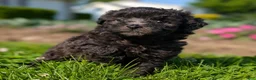 Toy Poodle dogs for sale: Truffle - Ad 6