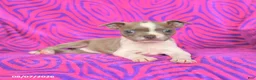 Boston Terrier dogs for sale: Lilac - Ad 4