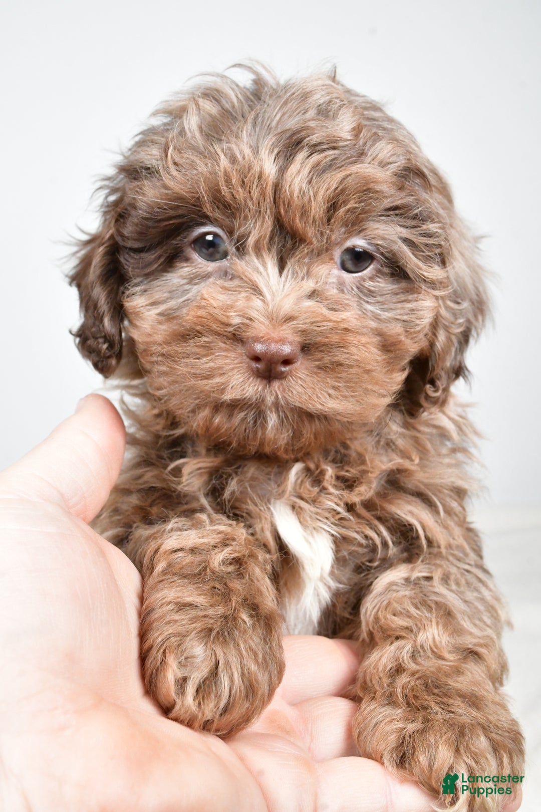 Shihpoo dogs for sale: Jodi - Ad 6