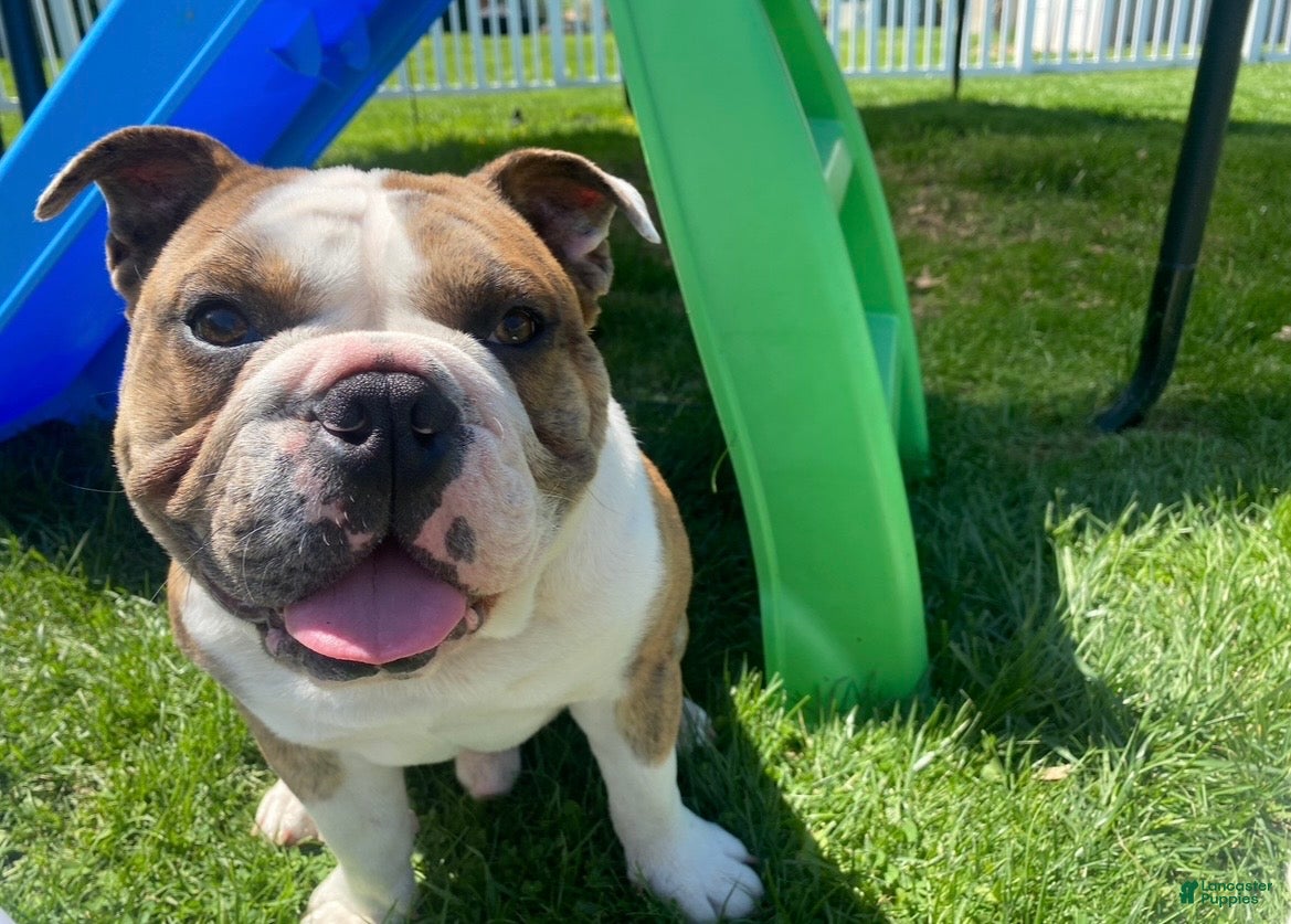 English Bulldog dogs English Bulldog 1 - Ad 2