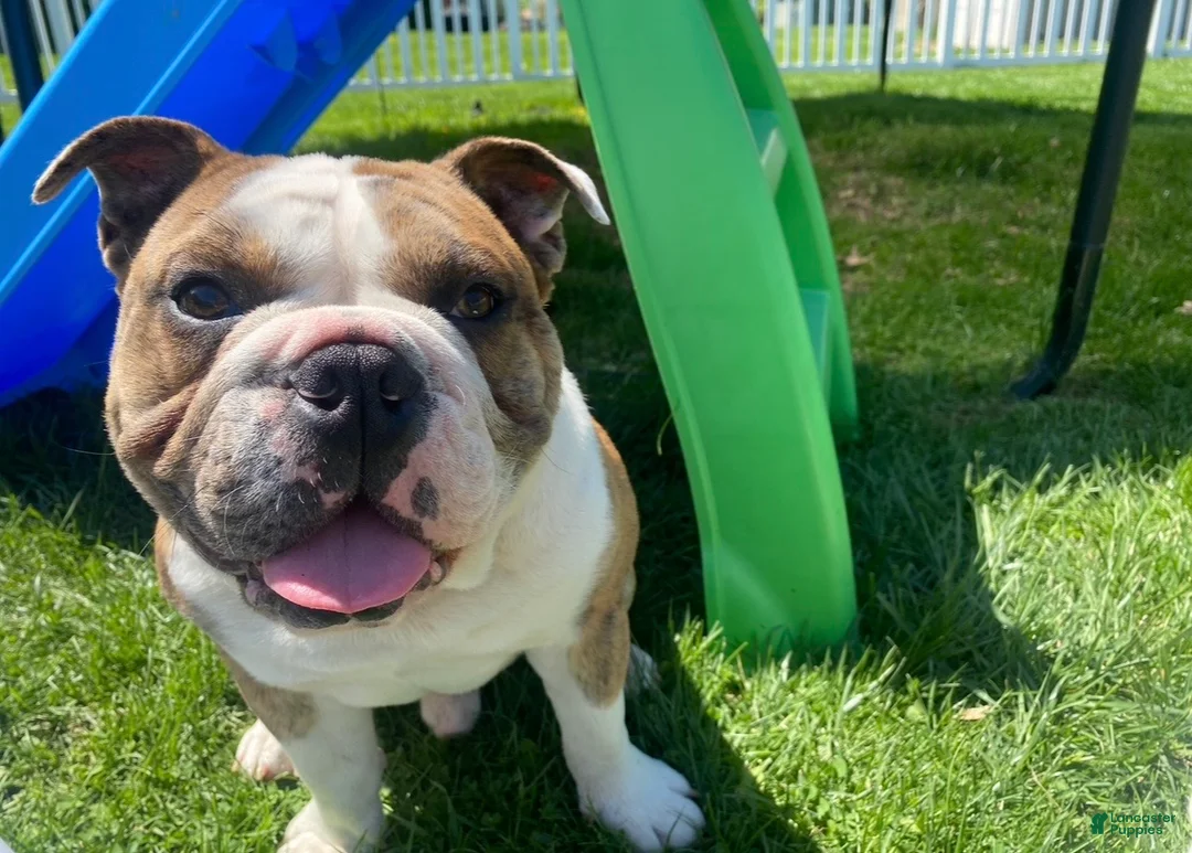 English Bulldog dogs for sale: English Bulldog 1 - Ad 2