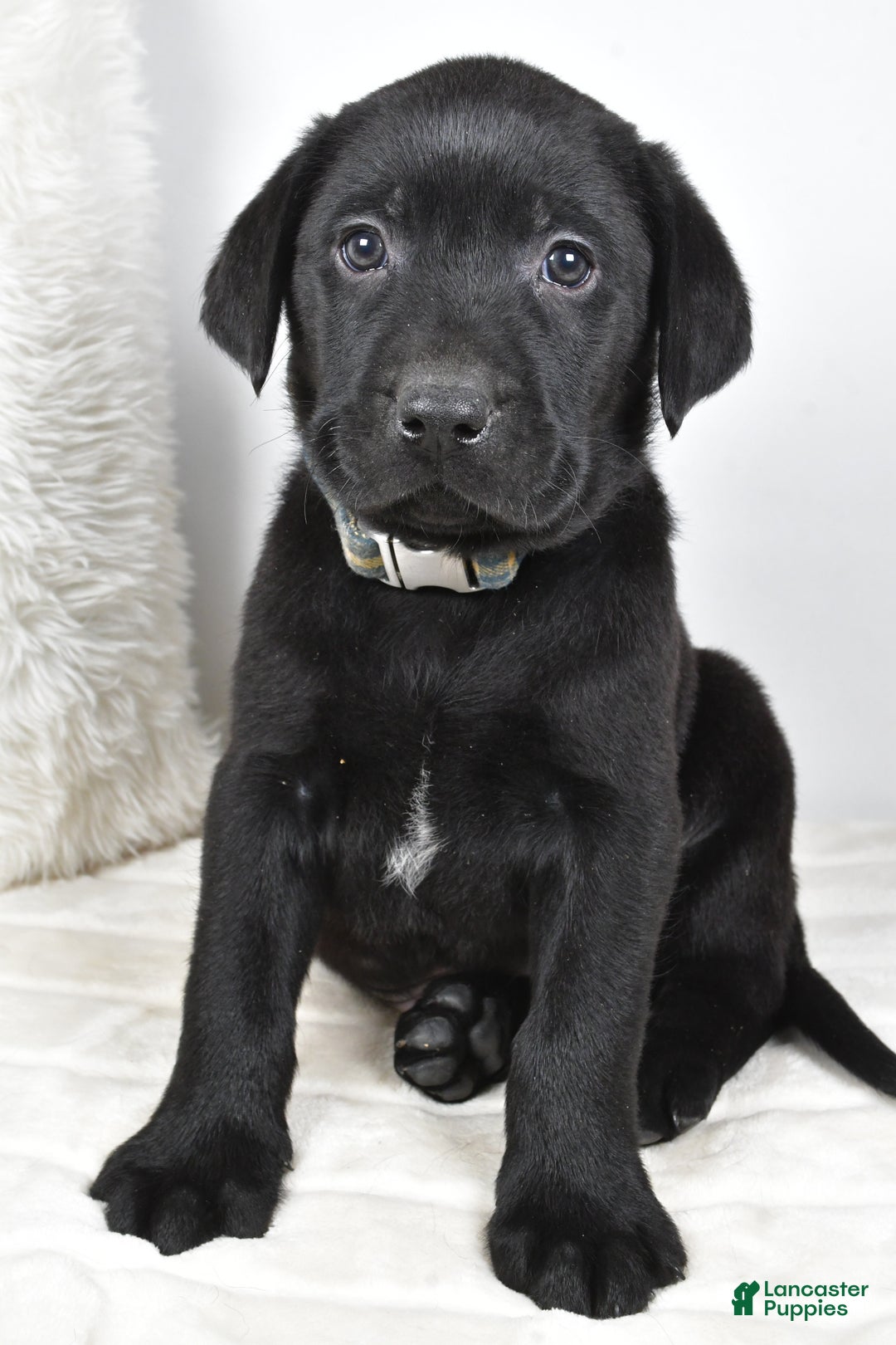 Labrador Retriever dogs for sale: Max - Ad 4