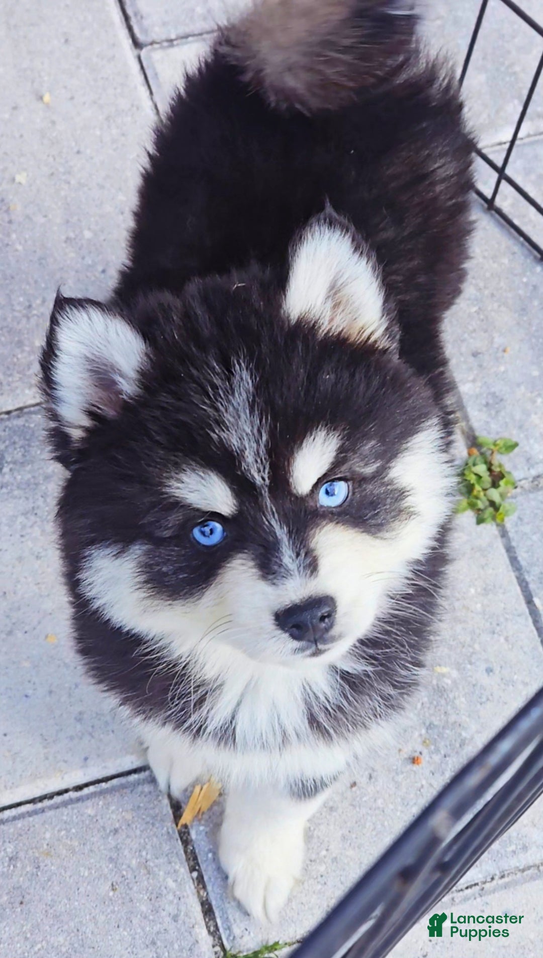 Pomsky dogs for sale: Damon - Ad 2