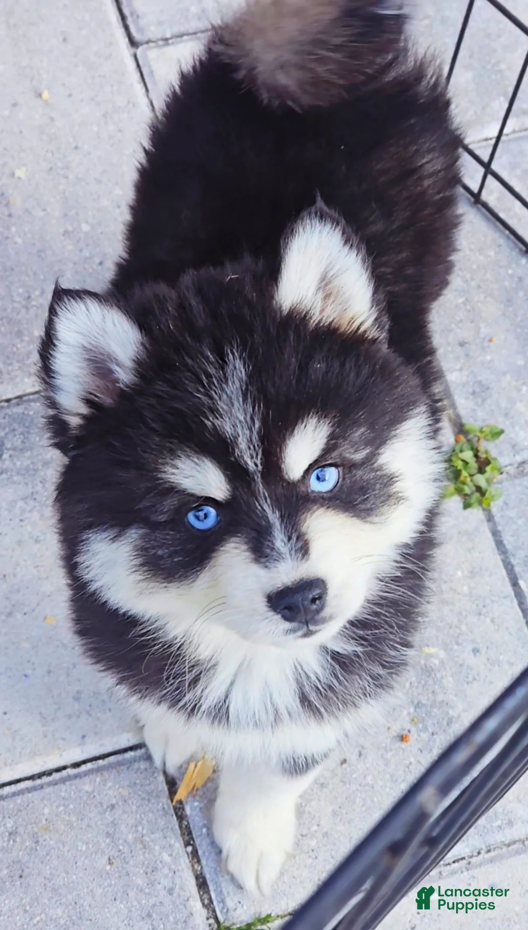 Pomsky dogs for sale: Damon - Ad 2