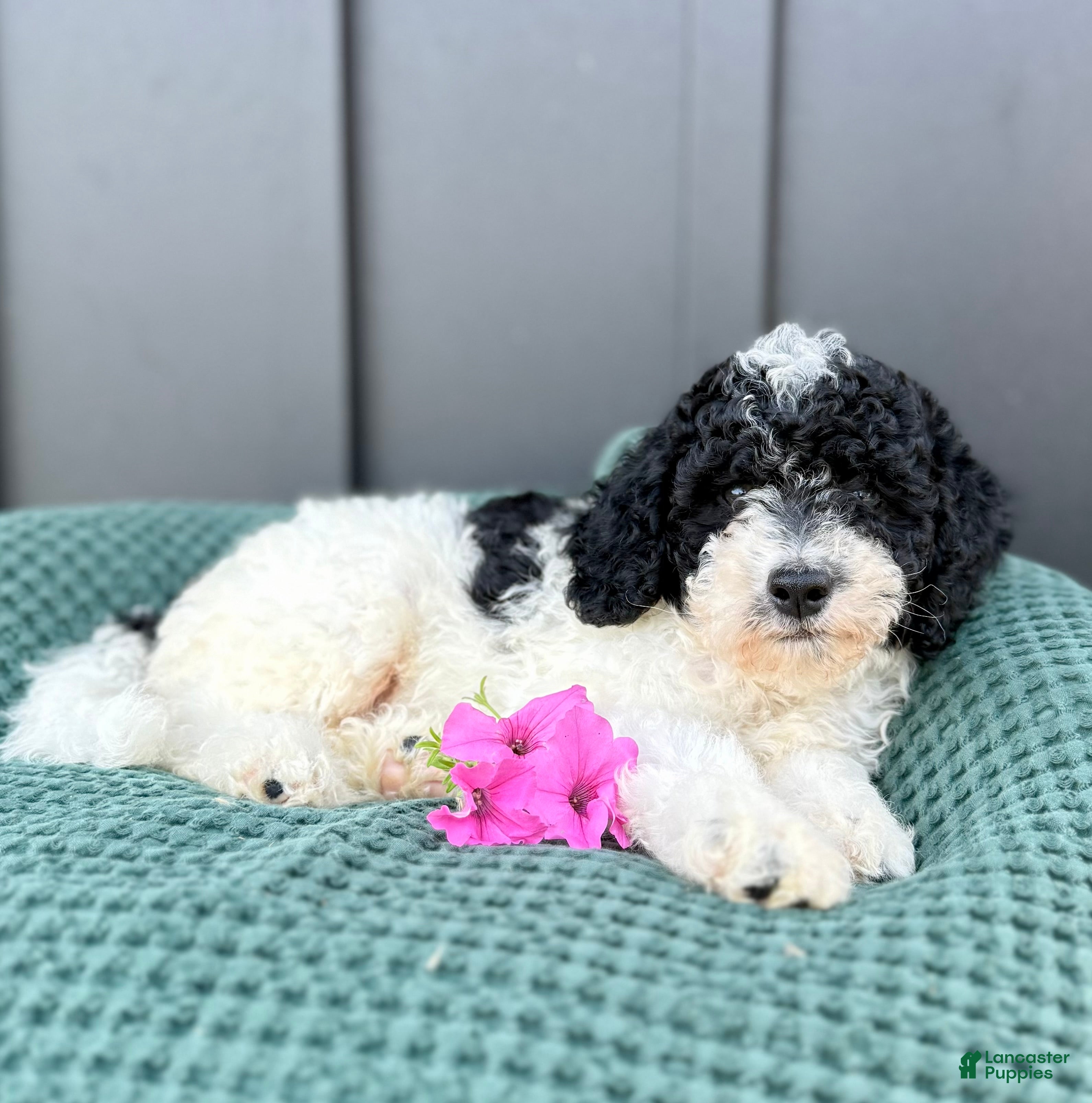 Mini Goldendoodle dogs SAILOR - Ad 2