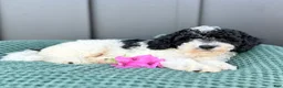 Mini Goldendoodle dogs for sale: SAILOR - Ad 2