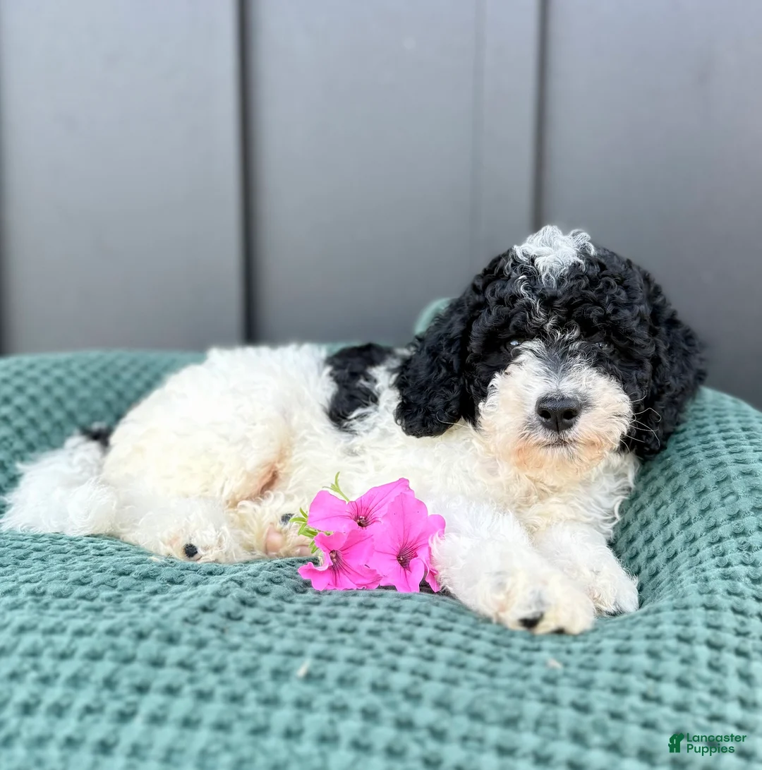 Mini Goldendoodle dogs for sale: SAILOR - Ad 2