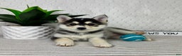 Pomsky dogs for sale: Pom Pom - Ad 3