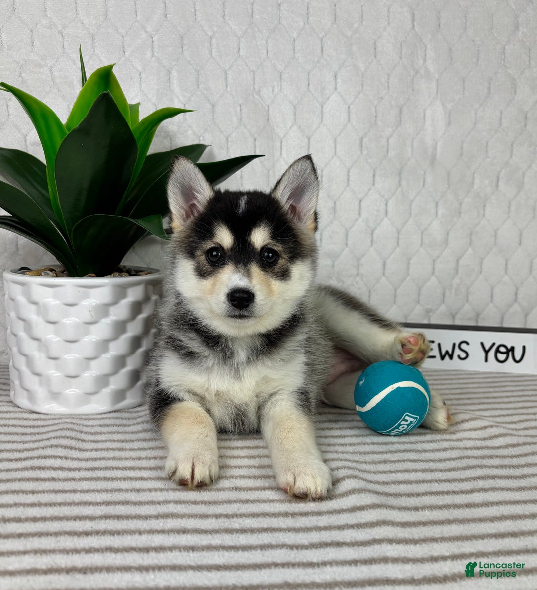 Pomsky dogs for sale: Pom Pom - Ad 3