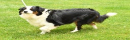 Miniature Australian Shepherd dogs for sale: Twilight - Ad 10
