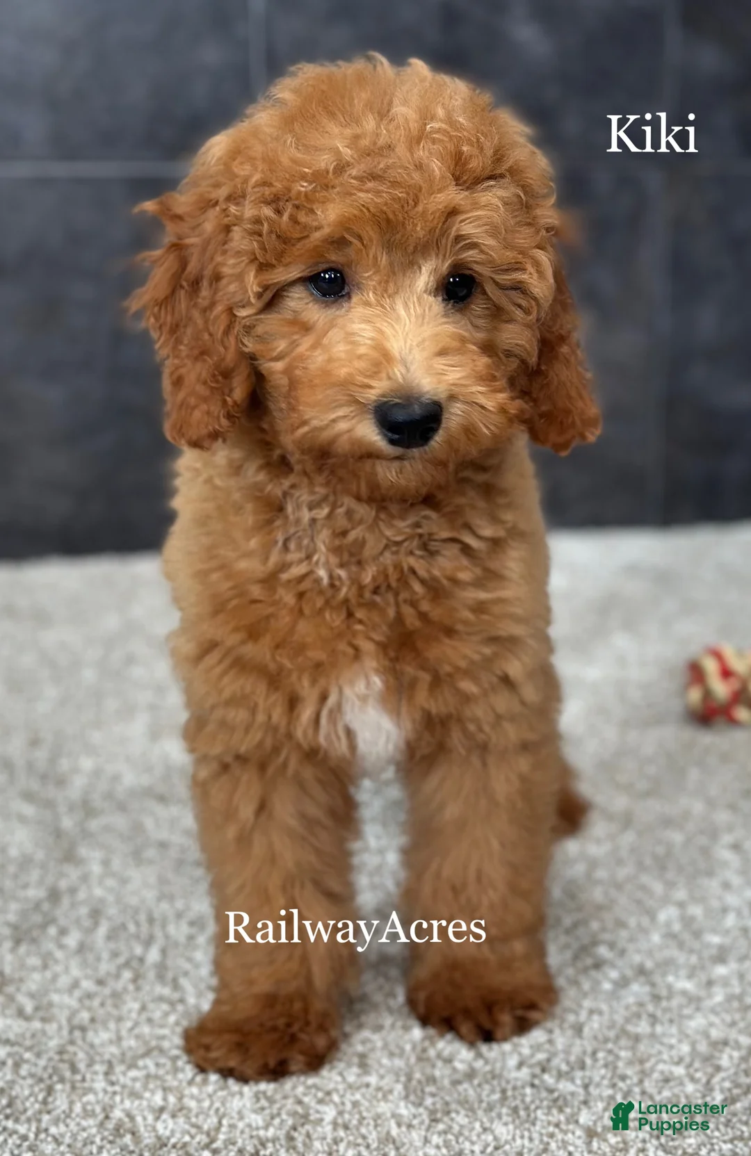 Goldendoodle dogs for sale: Kiki - Ad 2