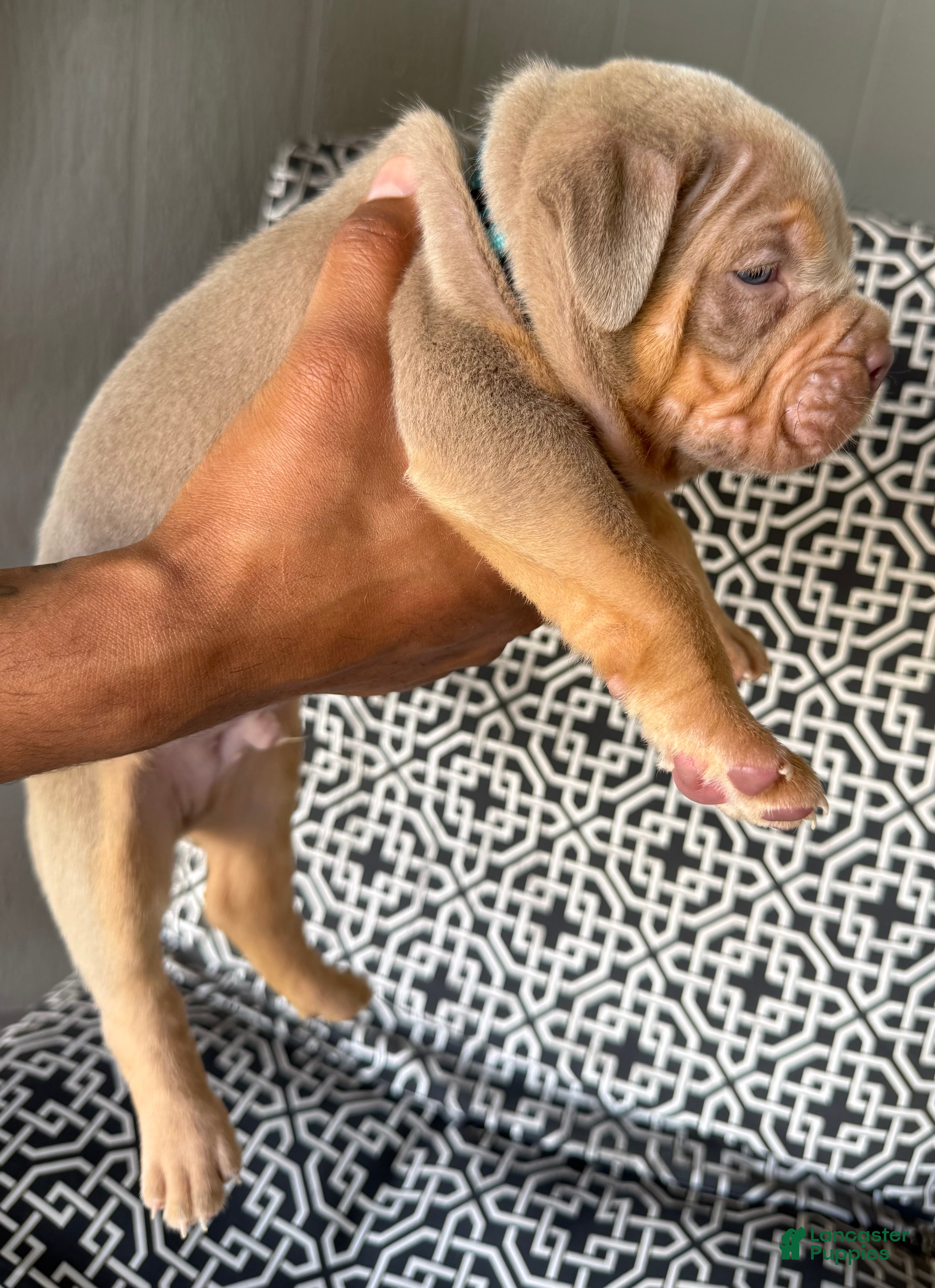 American Bully dogs for sale: American Bully 1 - Ad 8