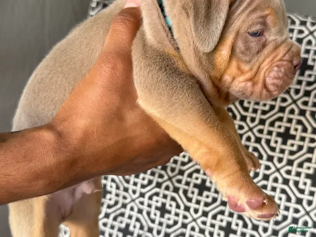 American Bully dogs for sale: American Bully 1 - Ad 8