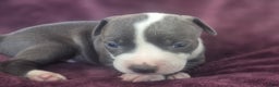 American Pit Bull Terrier dogs for sale: Xena - Ad 12