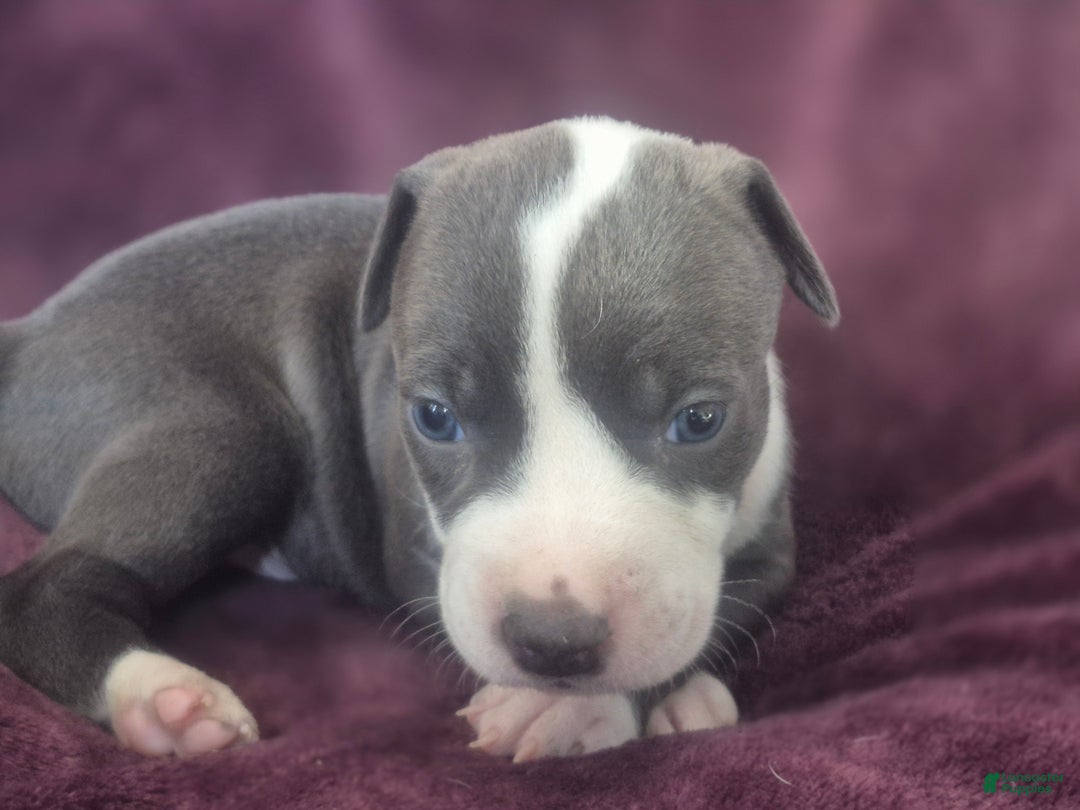 American Pit Bull Terrier dogs for sale: Xena - Ad 12
