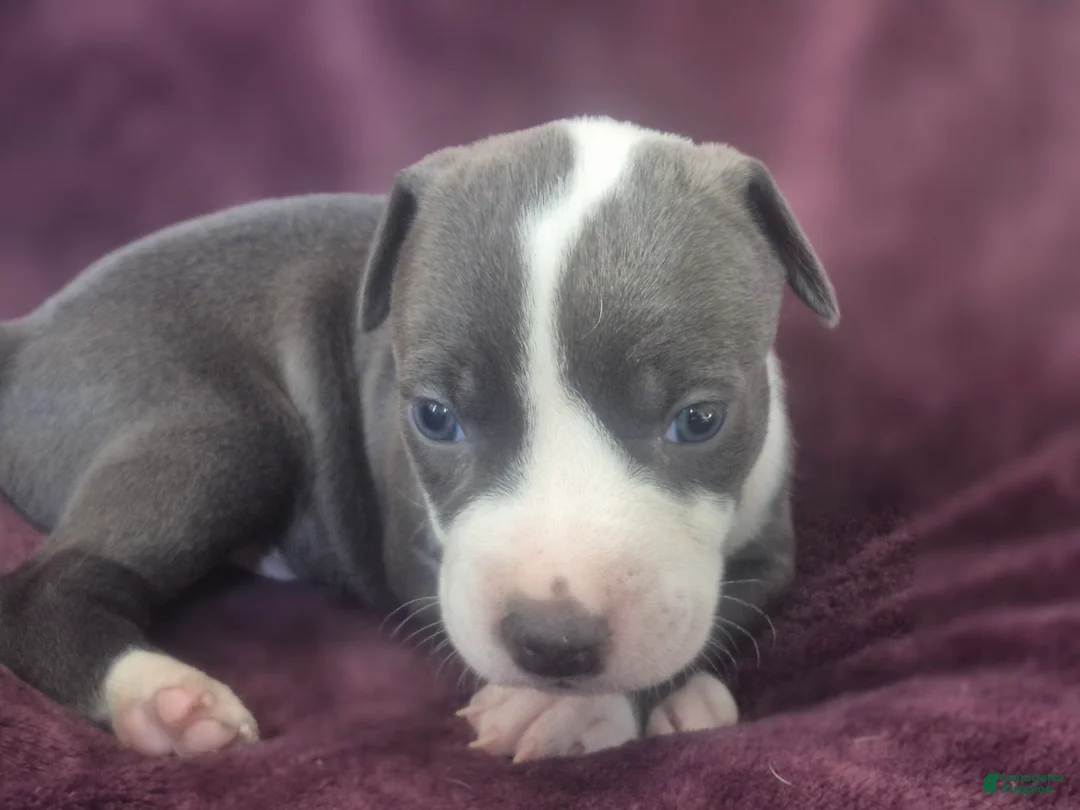 American Pit Bull Terrier dogs for sale: Xena - Ad 12