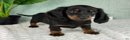 Miniature Dachshund dogs for sale: Dolly - Ad 4