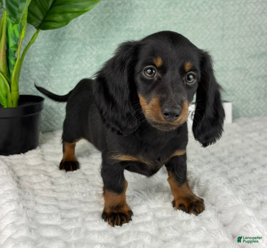 Miniature Dachshund dogs for sale: Dolly - Ad 4