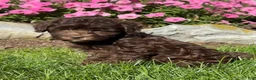 Havapoo dogs for sale: Kane - Ad 3