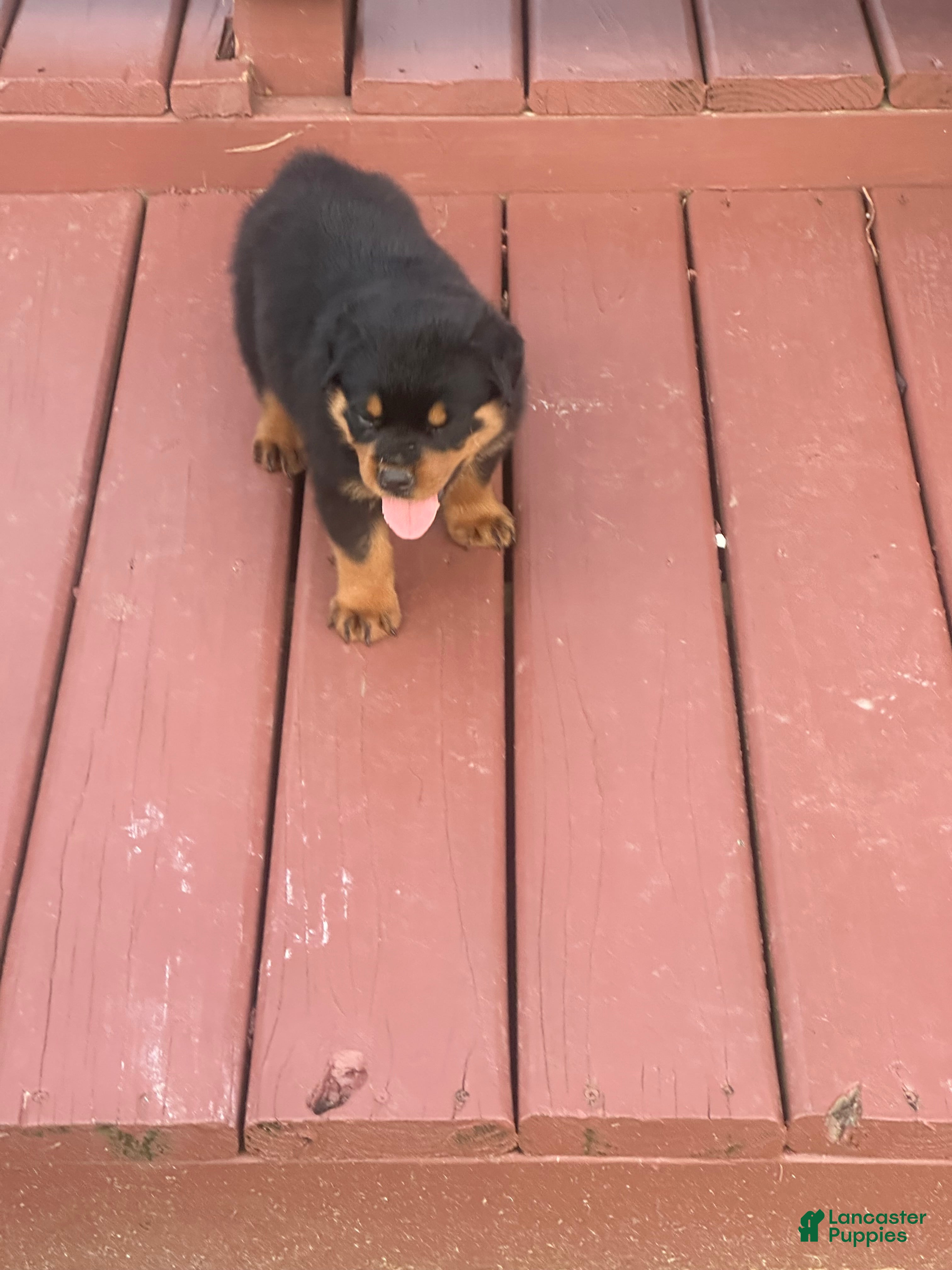 Rottweiler dogs Rottweiler 2 lainey - Ad 36