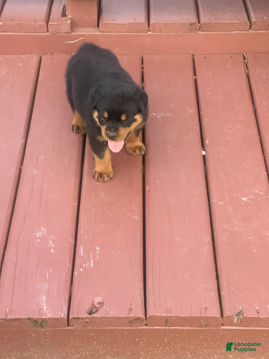 Rottweiler dogs for sale: Rottweiler 2 lainey - Ad 1