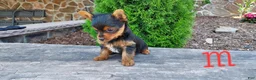 Yorkshire Terrier dogs for sale: Myles - Ad 2
