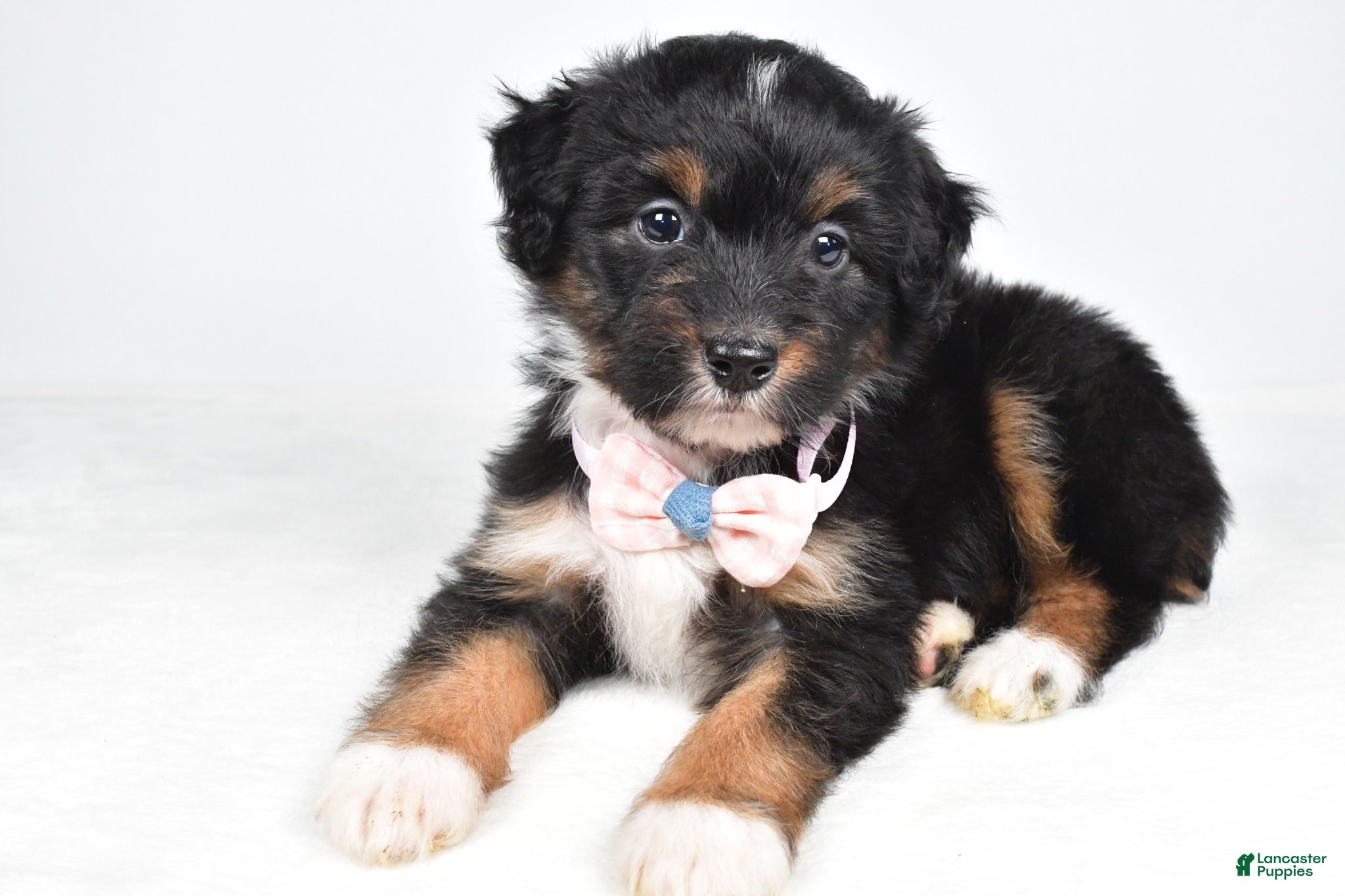 Mini Aussiedoodle dogs Galena - Ad 1