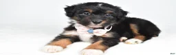 Mini Aussiedoodle dogs for sale: Galena - Ad 1