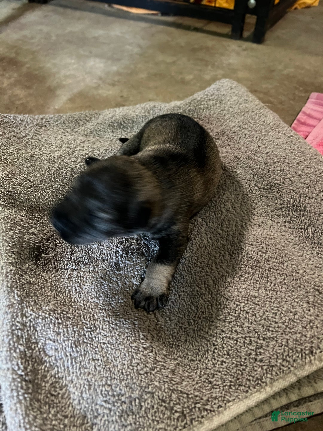 Miniature Schnauzer dogs for sale: Tom  - Ad 1