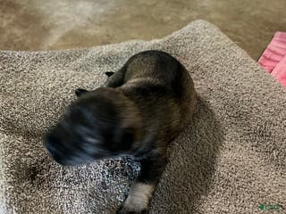 Miniature Schnauzer dogs Tom - Ad 36