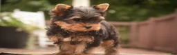 Yorkshire Terrier dogs for sale: Damon Yorkshire Terrier  - Ad 21