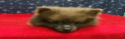 Pomeranian dogs for sale: Mac - Ad 2