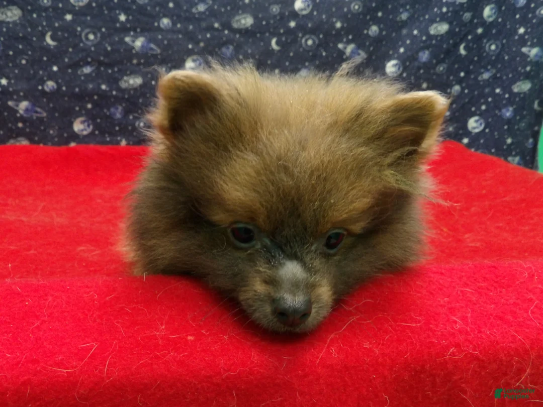 Pomeranian dogs for sale: Mac - Ad 2