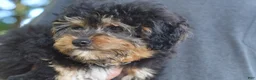 Aussiedoodle dogs for sale: Small fry - Ad 4