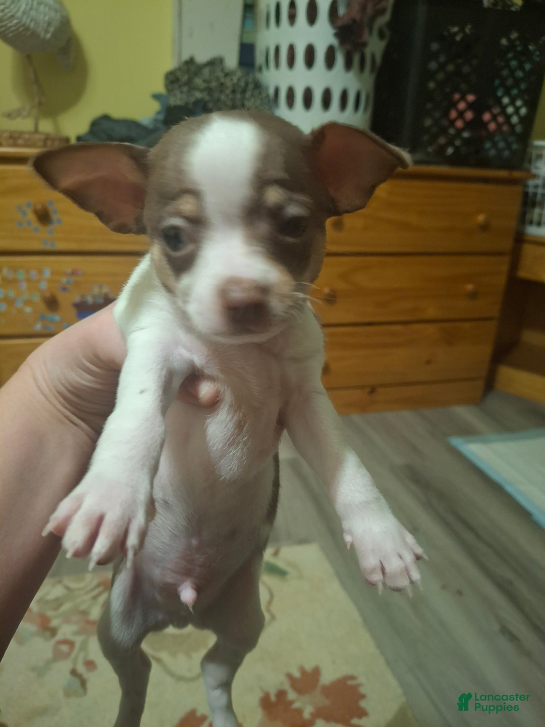 Chihuahua dogs for sale: Chihuahua Puppy 1 - Ad 1