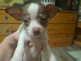 Chihuahua dogs Chihuahua Puppy 1 - Ad 7