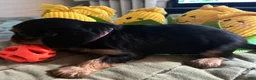 Cavalier King Charles Spaniel dogs for sale: Cavalier King Charles Spaniel Puppy 2 - Ad 3