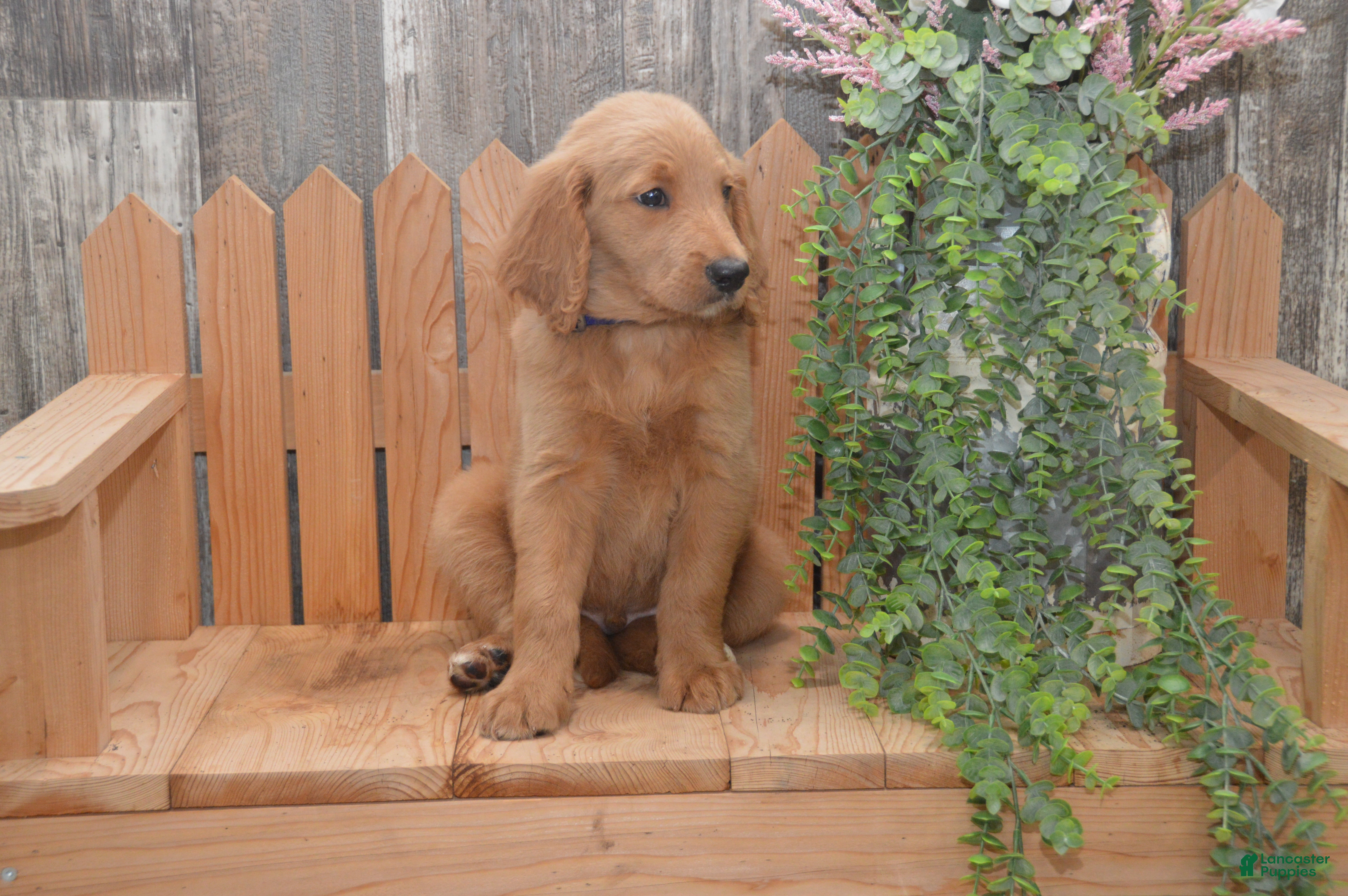 Goldendoodle dogs Skipper - Ad 1