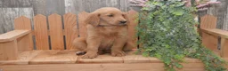 Goldendoodle dogs for sale: Skipper - Ad 1