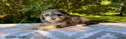 Miniature Poodle dogs for sale: Shiloh - Ad 1