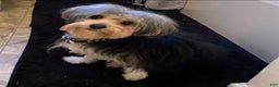 Morkie dogs for sale: Georgio  - Ad 6