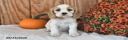 English Cocker Spaniel dogs for sale: Kimbo - Ad 2