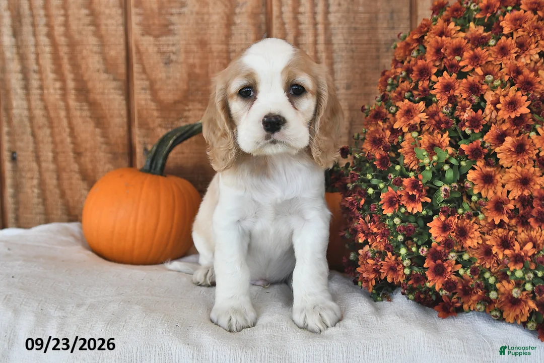 English Cocker Spaniel dogs for sale: Kimbo - Ad 2