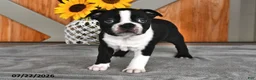 Boston Terrier dogs for sale: Tammy - Ad 4