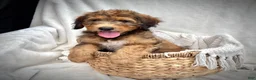 Bernedoodle dogs for sale: Sadie - Ad 6