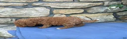 Miniature Poodle dogs for sale: Major - Ad 13