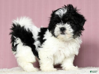 Shihpoo dogs - Ad 15