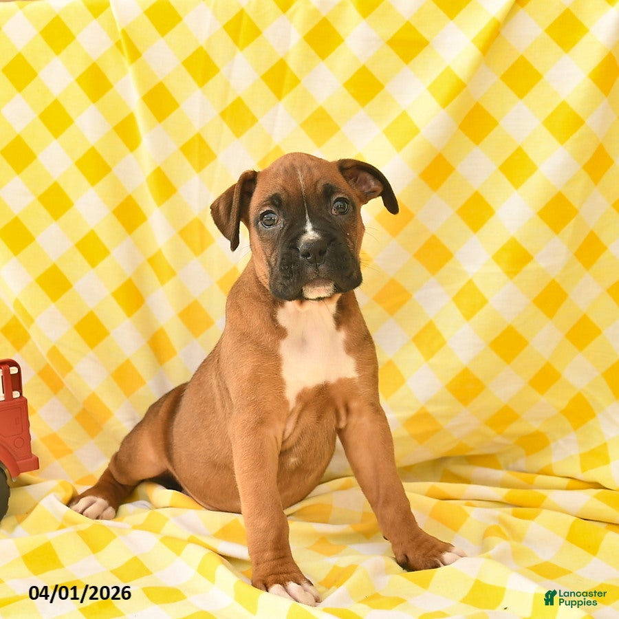 Boxer dogs Keisha  - Ad 1